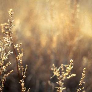 草莓视频在线观看视频在线
